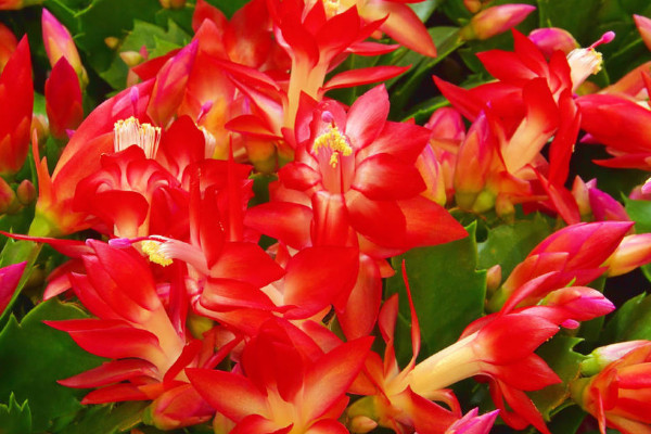 蟹爪蘭有花苞了怎么養(yǎng)