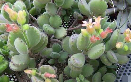 熊童子多久開(kāi)花，每年7-9月間含苞盛放(夏末秋初)