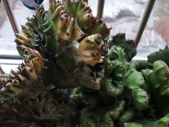 仙人掌變黃的原因是什么，四種原因以及解決方法