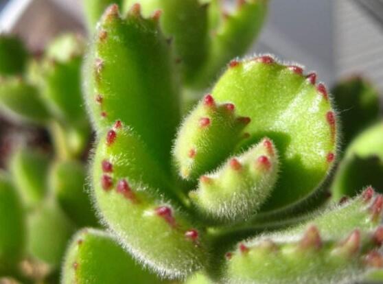 熊童子怎么養(yǎng)出紅爪子，保持足夠光照/做好澆水施肥