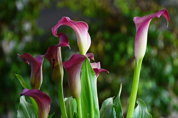 白色馬蹄蓮花語是什么，忠貞不渝、永結同心