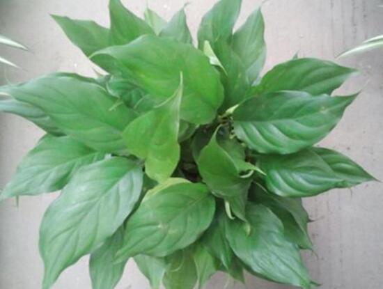 萬年青長高了怎么修剪，萬年青的修剪方法