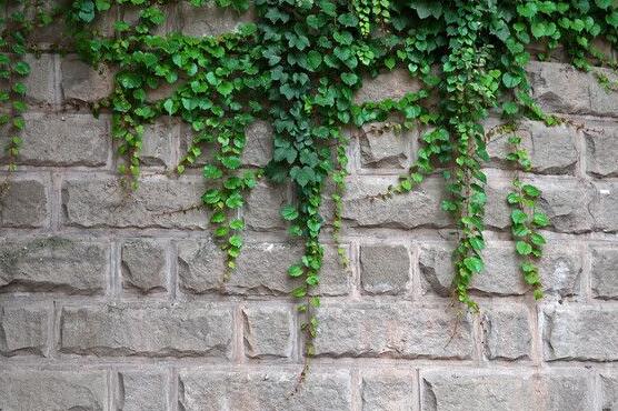 常春藤的養(yǎng)殖方法和注意事項(xiàng)，老農(nóng)總結(jié)八大基本方法