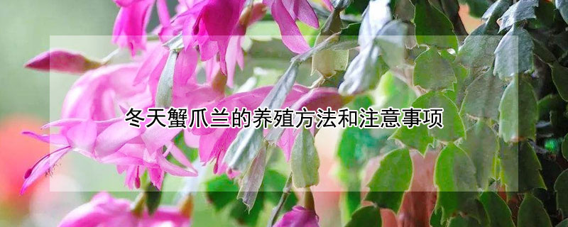 冬天蟹爪蘭的養(yǎng)殖方法和注意事項