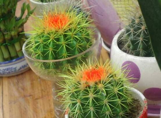 水培仙人球怎么養(yǎng)，教你六個(gè)最好步驟快速生根(7天)