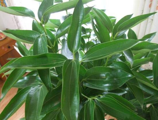 平安樹(shù)好養(yǎng)嗎，教你簡(jiǎn)單四種養(yǎng)殖方法/闔家幸福、萬(wàn)事如意