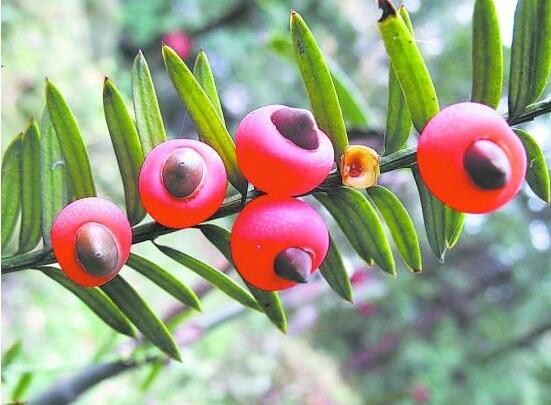 紅豆杉怎么澆水，紅豆杉澆水方法