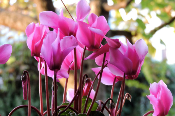 仙客來種子怎么收，花期結(jié)束2個月后開始收獲