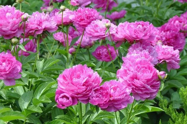 芍藥花什么時(shí)候開花白天還是夜晚