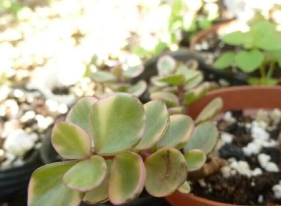 雅樂(lè)之舞怎么澆水，做到澆則澆透原則/忌積水