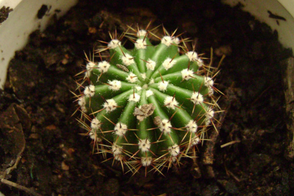 仙人球品種有哪些，根據(jù)食用型/長勢/花刺等方面劃分