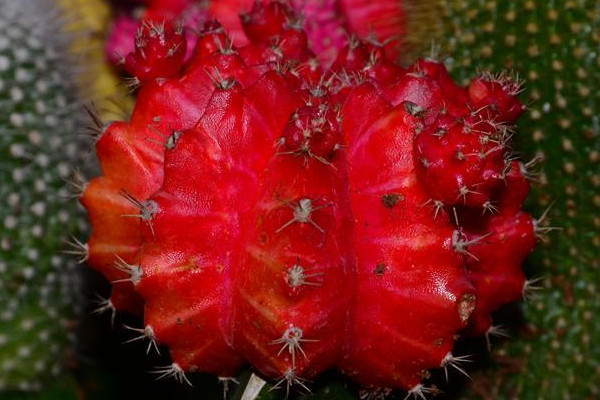 紅仙人掌怎么養(yǎng)