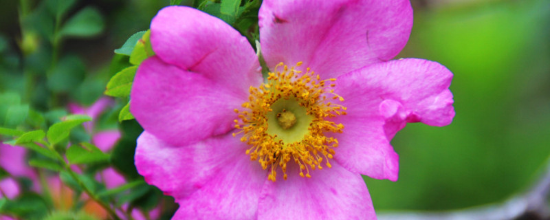 金櫻子名字的由來(lái)