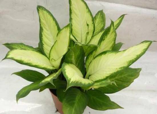 萬年青根發(fā)爛什么原因，萬年青爛根怎么辦