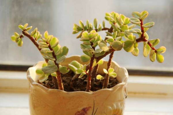 雅樂之舞怎么養(yǎng)成粉色，掌握以下要點是關(guān)鍵