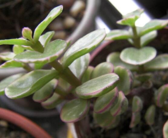 雅樂(lè)之舞水培怎么養(yǎng)，勤換水、保持合適溫度光照/前期養(yǎng)護(hù)