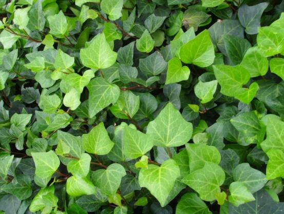 常春藤和常青藤一樣嗎，教你三種區(qū)別方法(形態(tài)/生長環(huán)境/作用)