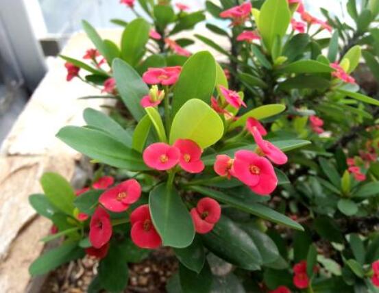 虎刺梅怎么扦插，擇10厘米健壯枝條/做好消毒處理