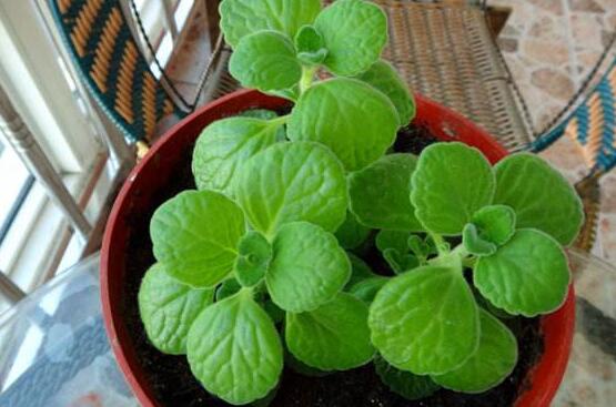 碰碰香長的太長怎么辦，及時修剪頭部/不斷進(jìn)行扦插繁殖