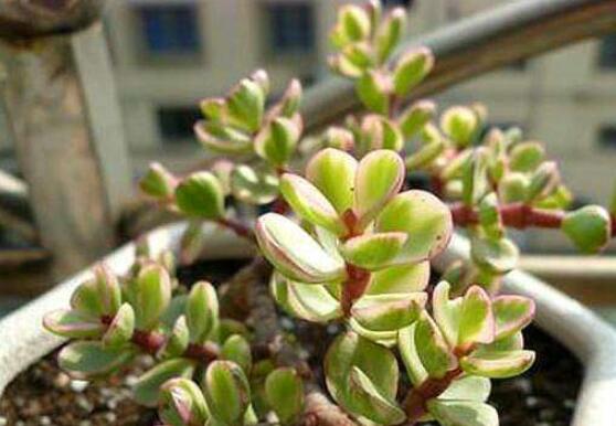 雅樂之舞怎么扦插，春季最佳/剪取生長健壯枝條