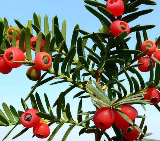 東北紅豆杉與南方紅豆杉有什么區(qū)別，介紹最簡單的三種區(qū)別方法