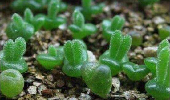 碧光環(huán)怎么播種，做好五個步驟三天快速發(fā)芽