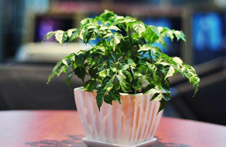 大幸福樹的修剪步驟圖，小白都能養(yǎng)活的方法技巧