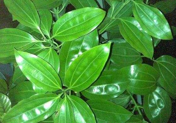 平安樹怎么修剪，平安樹的修剪方法和技巧