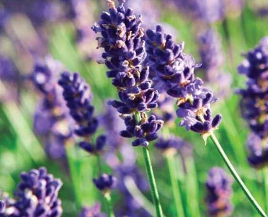 薰衣草的種類圖片大全，欣賞最好看的六大品種