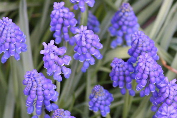 風信子冬天水培怎么養(yǎng)