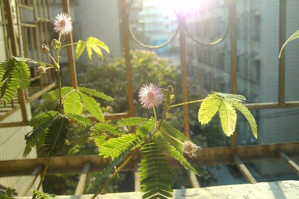 含羞草有毒嗎有什么毒，經(jīng)常接觸會導(dǎo)致脫發(fā)