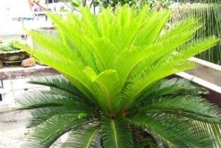 鐵樹有什么好處，最關(guān)鍵的四大好處