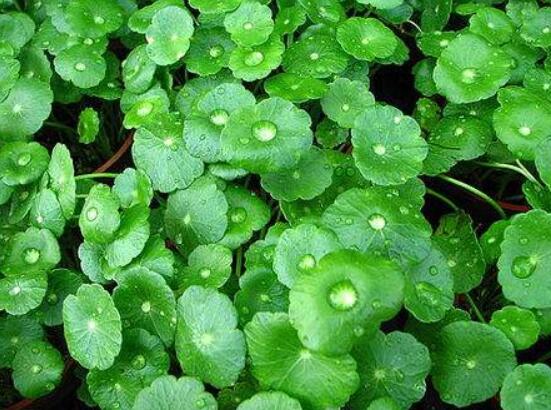 銅錢草放在臥室好嗎，寓意著家有銅錢、財(cái)源滾滾