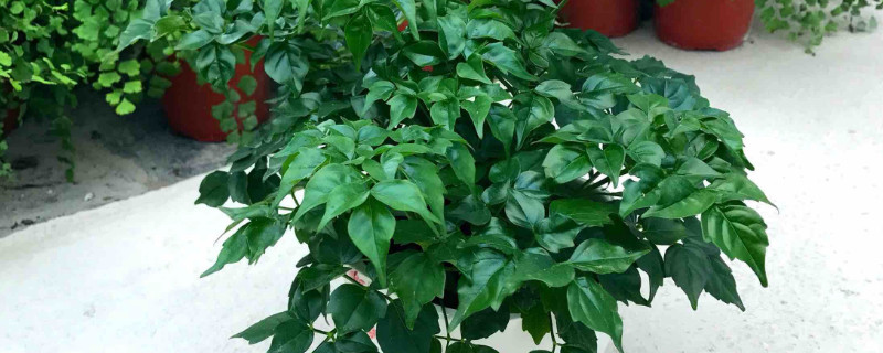 幸福樹(shù)施什么肥最好