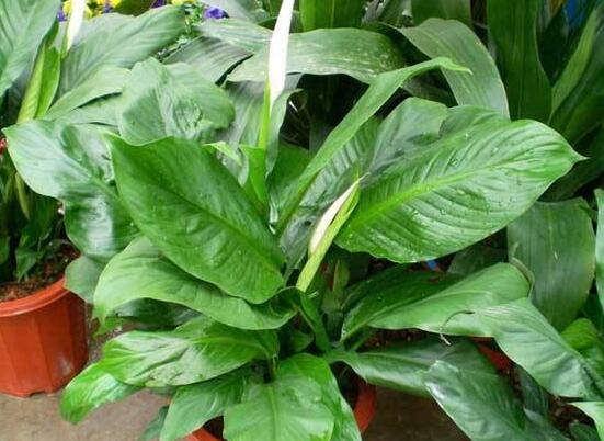 一帆風(fēng)順花怎么移植，教你六個簡單易學(xué)步驟