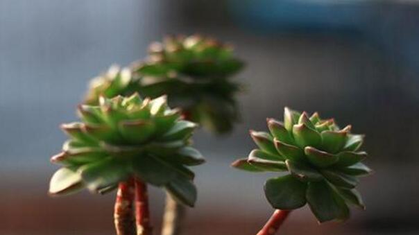 燕子掌的花語(yǔ)，吉祥如意和尊重敬畏