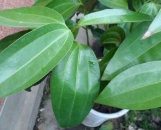 平安樹葉子發(fā)黑是怎么回事，三種原因以及解決方法