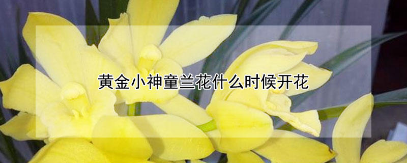黃金小神童蘭花什么時(shí)候開花