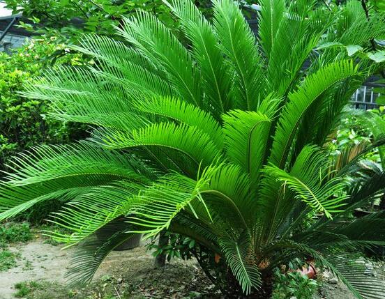 鐵樹(shù)什么時(shí)候長(zhǎng)新葉，每年春秋時(shí)分生長(zhǎng)出2-3輪新葉