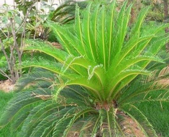 鐵樹品種，細(xì)數(shù)鐵樹最受喜愛八大品種