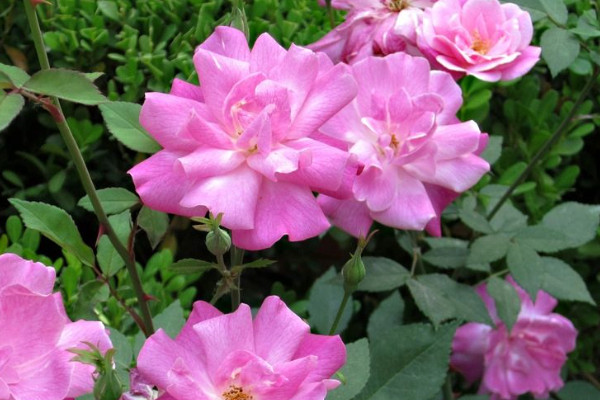 薔薇從發(fā)芽到開(kāi)花需要多久