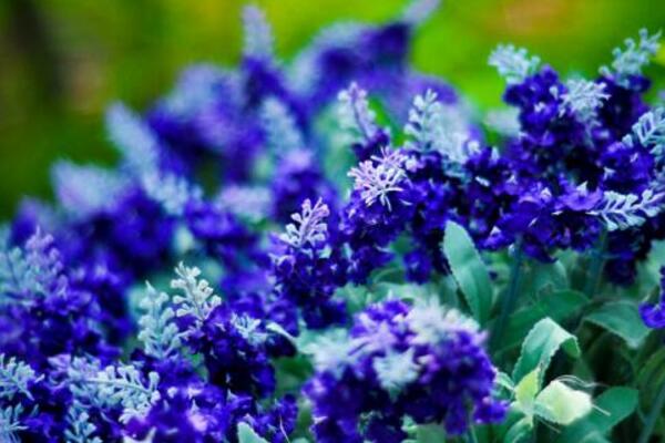 薰衣草適合送什么人，送給朋友、戀人