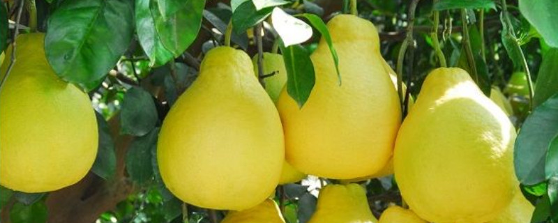 瓜果飄香是什么季節(jié)