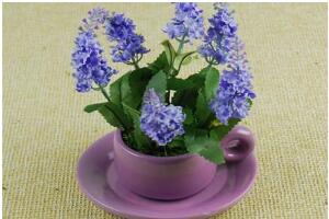 薰衣草怎么養(yǎng)比較好，薰衣草的養(yǎng)殖方法