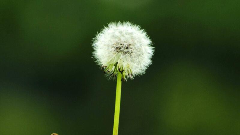 多裂蒲公英怎么養(yǎng)