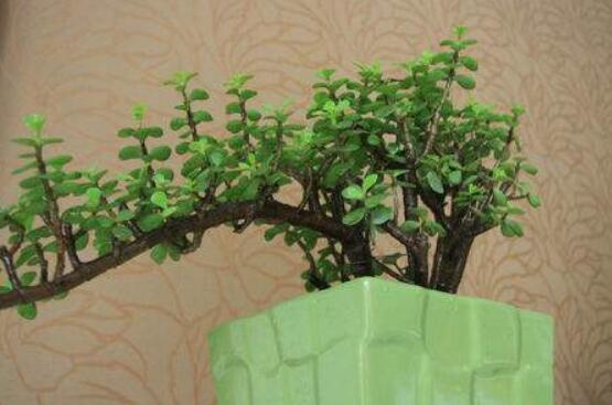 燕子掌不開花怎么辦，做好以下五點(diǎn)花開爆盆