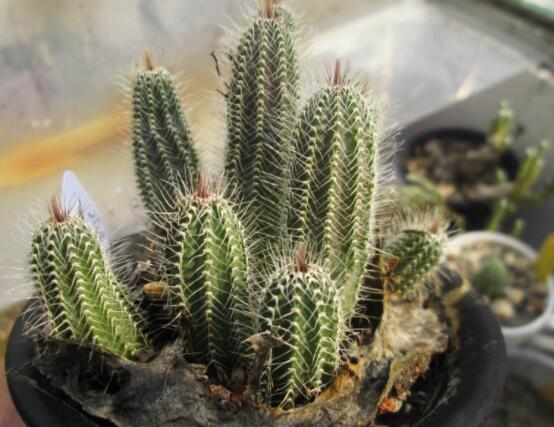 仙人掌幾年開花一次，短則3-5年開花/長則十幾年