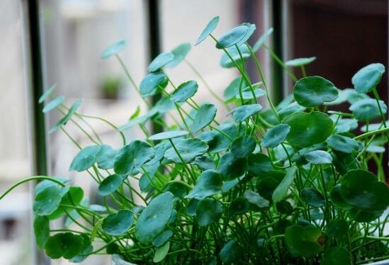 銅錢草放在臥室好嗎，寓意著家有銅錢、財(cái)源滾滾