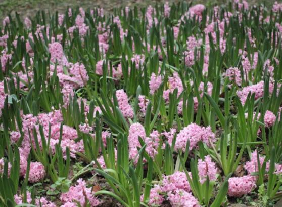 風(fēng)信子花代表什么意思，代表著永遠(yuǎn)的懷念、重生的愛