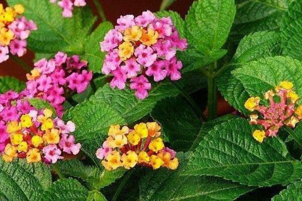 五色梅什么時(shí)候修枝